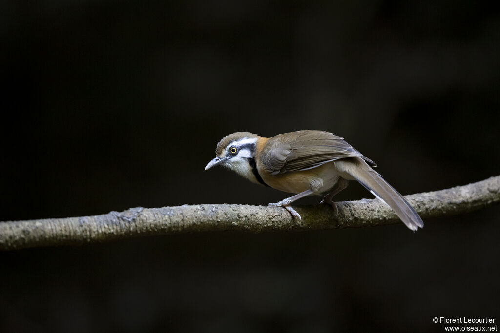 Lesser Necklaced Laughingthrush