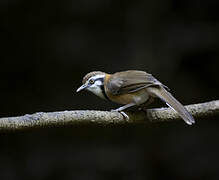 Lesser Necklaced Laughingthrush