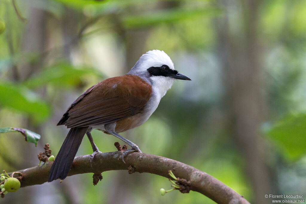 White-crested Laughingthrushadult