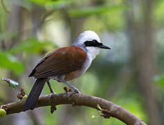 White-crested Laughingthrush