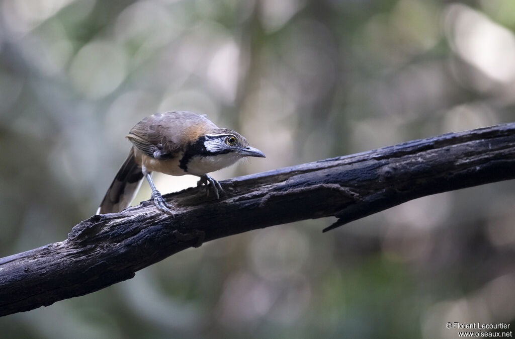 Greater Necklaced Laughingthrush