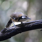 Greater Necklaced Laughingthrush