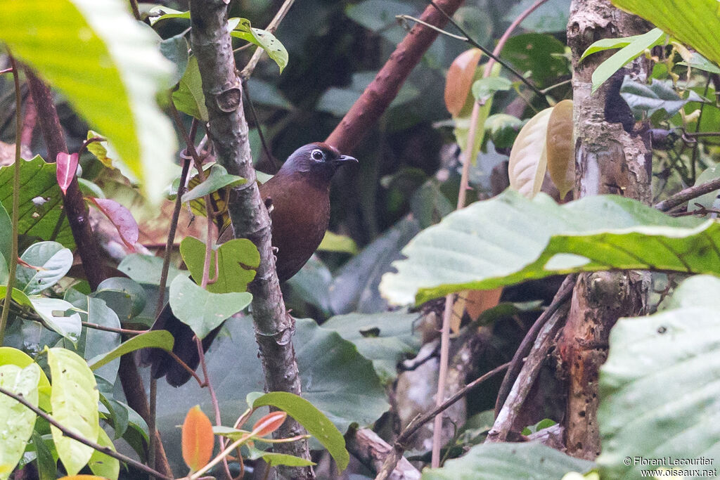 Malayan Laughingthrush