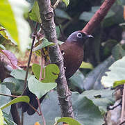 Malayan Laughingthrush