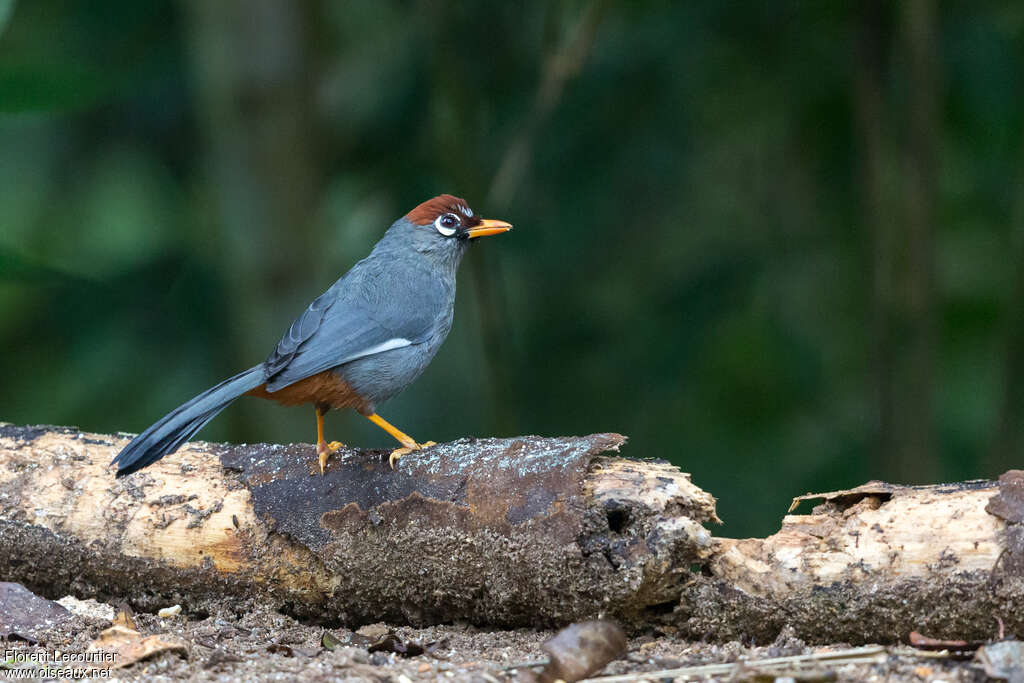 Chestnut-capped Laughingthrushadult, identification