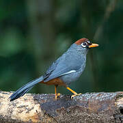 Chestnut-capped Laughingthrush