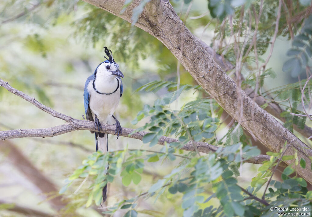 White-throated Magpie-Jay