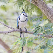 White-throated Magpie-Jay