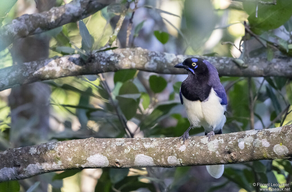 Black-chested Jay