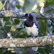 Black-chested Jay