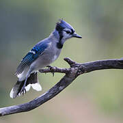 Blue Jay