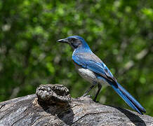 Woodhouse's Scrub Jay