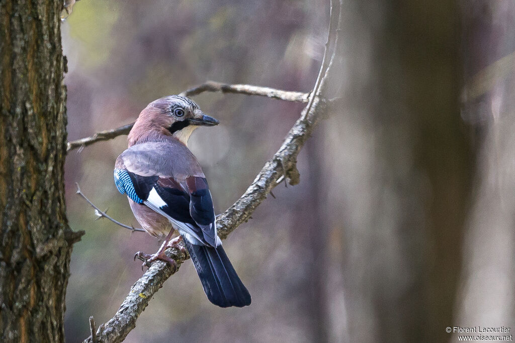 Eurasian Jay