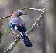 Eurasian Jay