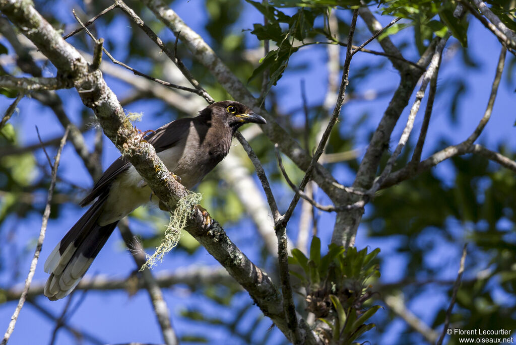 Brown Jay