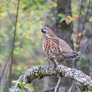 Hazel Grouse