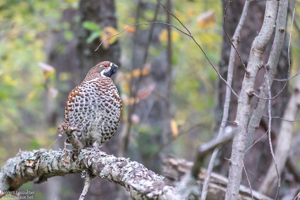 Hazel Grouse male adult, habitat