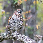 Hazel Grouse