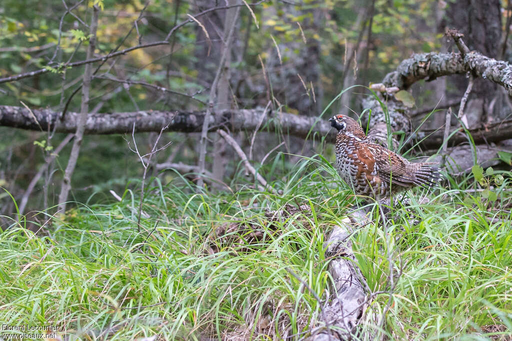 Hazel Grouse male adult, habitat, Behaviour