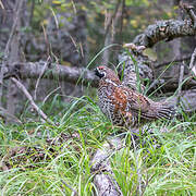 Hazel Grouse