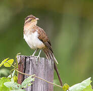 Striped Cuckoo