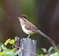 Striped Cuckoo