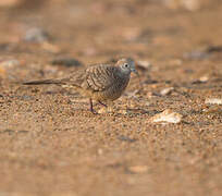 Zebra Dove