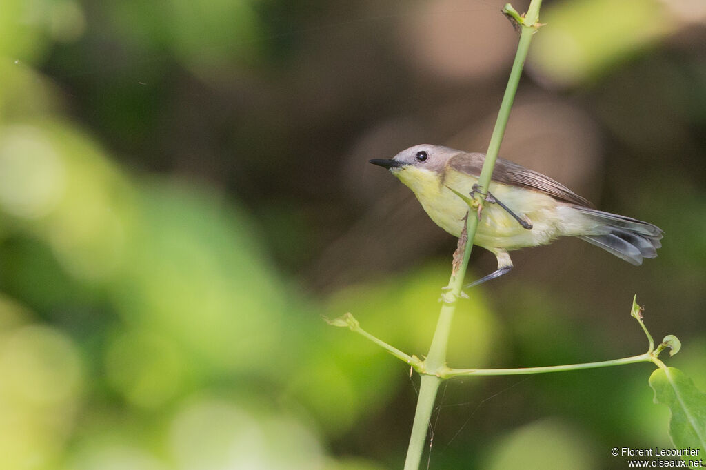 Golden-bellied Gerygone