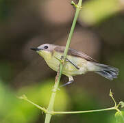 Golden-bellied Gerygone