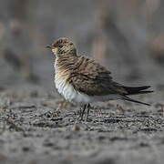 Collared Pratincole