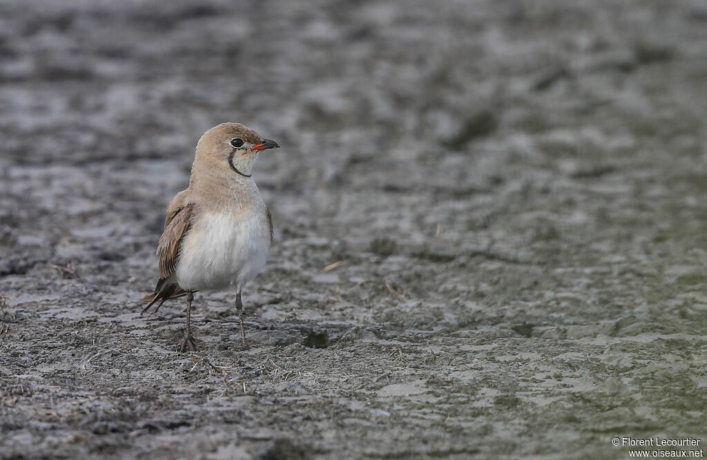 Collared Pratincoleadult