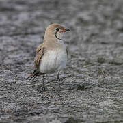 Collared Pratincole