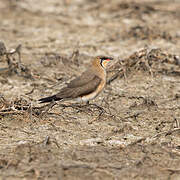 Oriental Pratincole