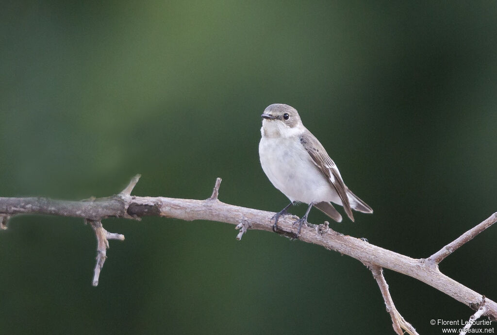 Collared Flycatcher female