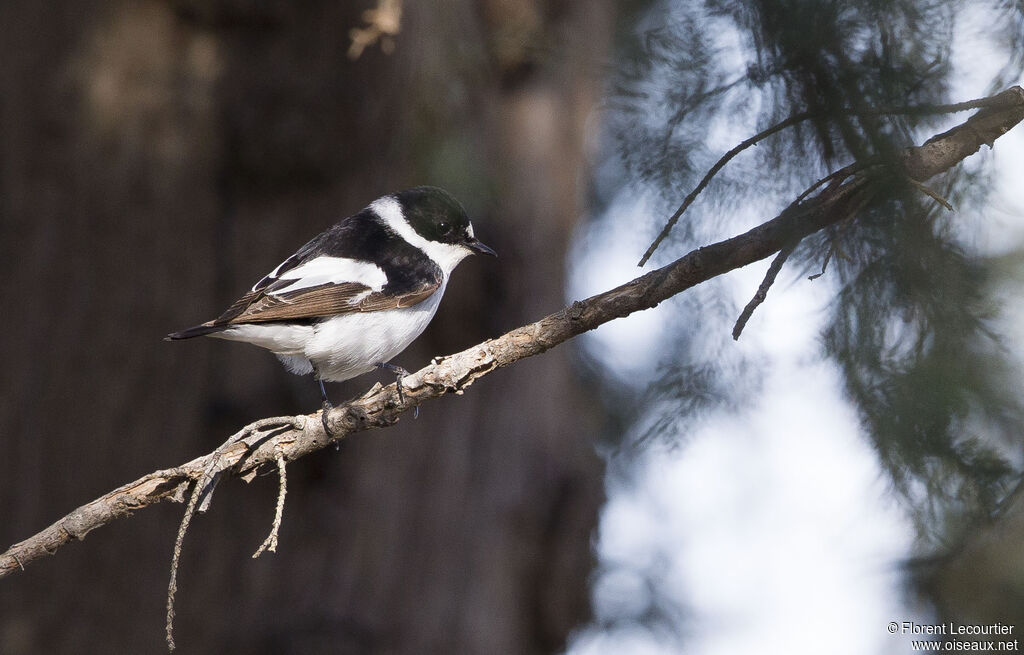 Collared Flycatcher male adult
