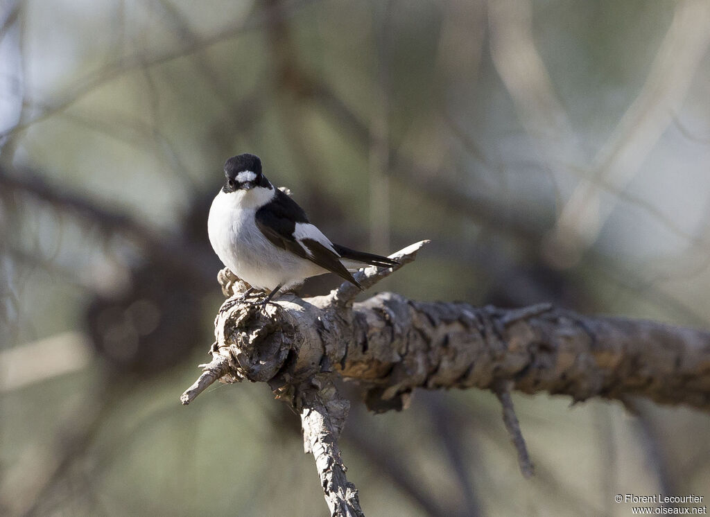 Collared Flycatcher male adult