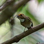 Rufous-browed Flycatcher