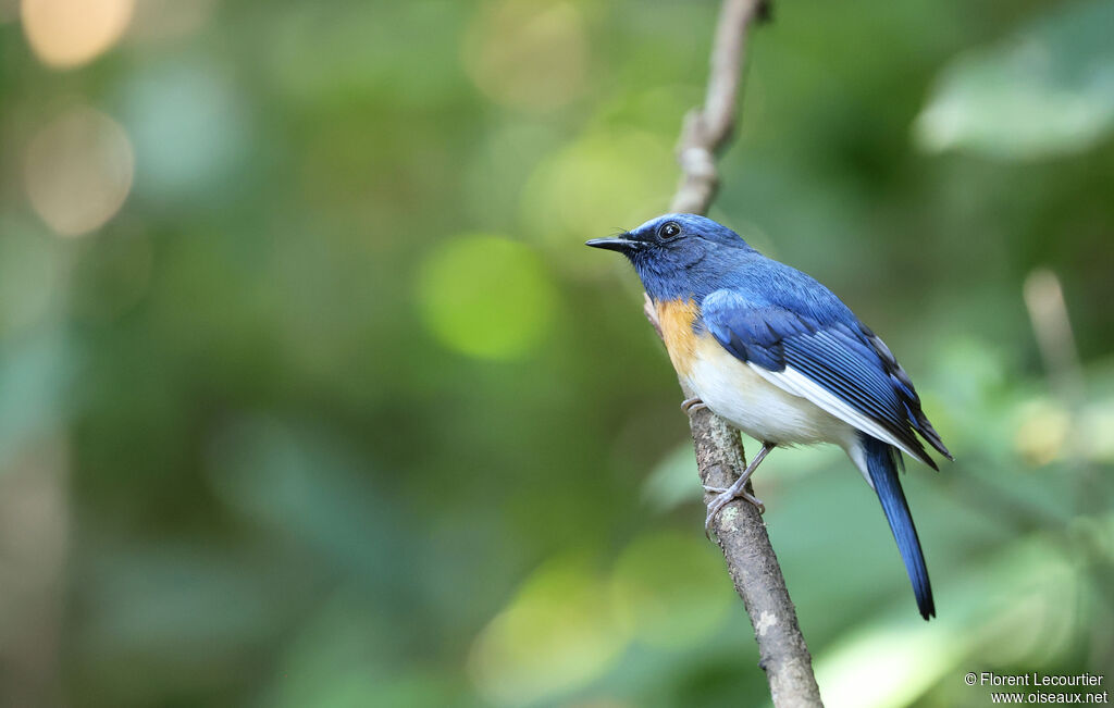 Gobemouche à menton bleu