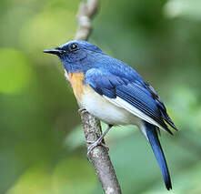 Gobemouche à menton bleu