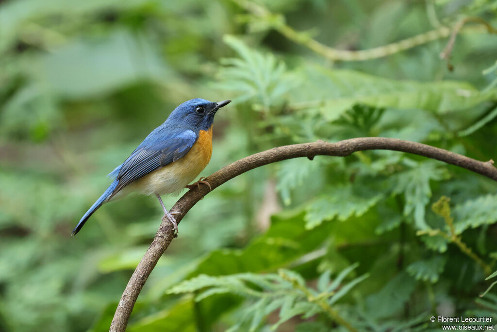 Gobemouche à menton bleu