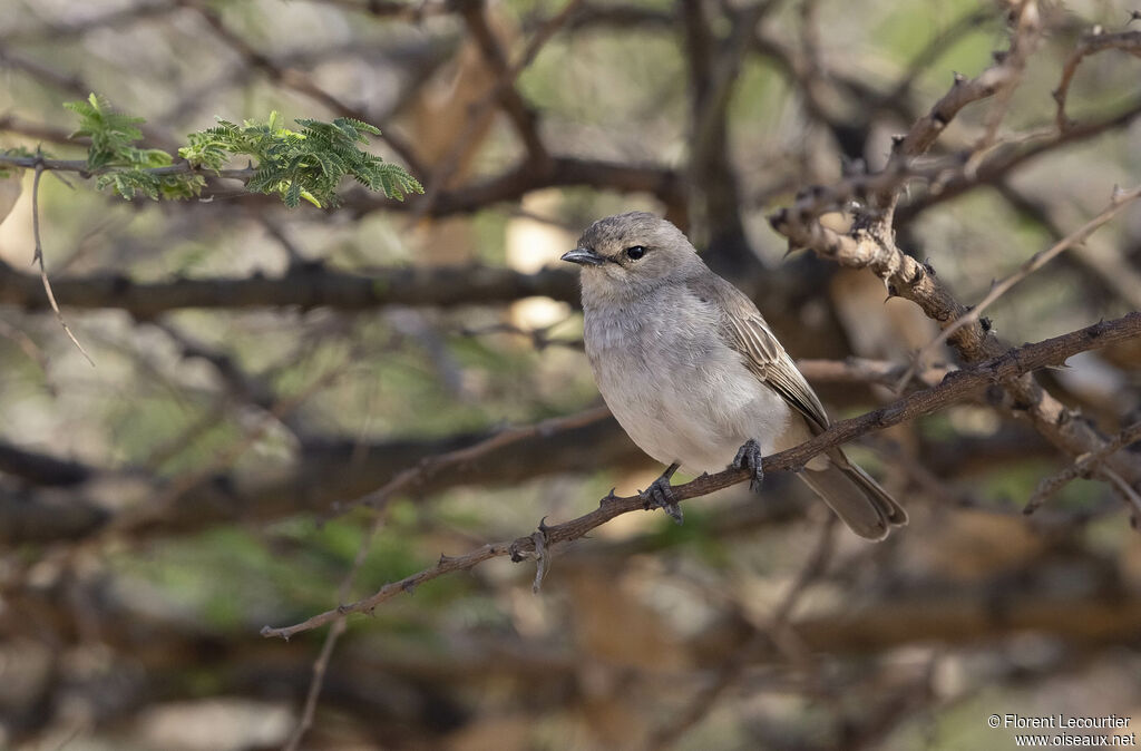 African Grey Flycatcher