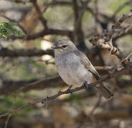 African Grey Flycatcher