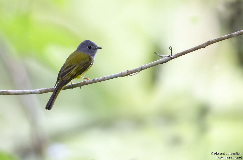 Grey-headed Canary-flycatcher