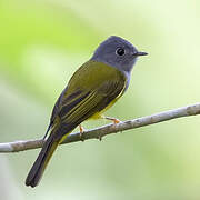 Grey-headed Canary-flycatcher