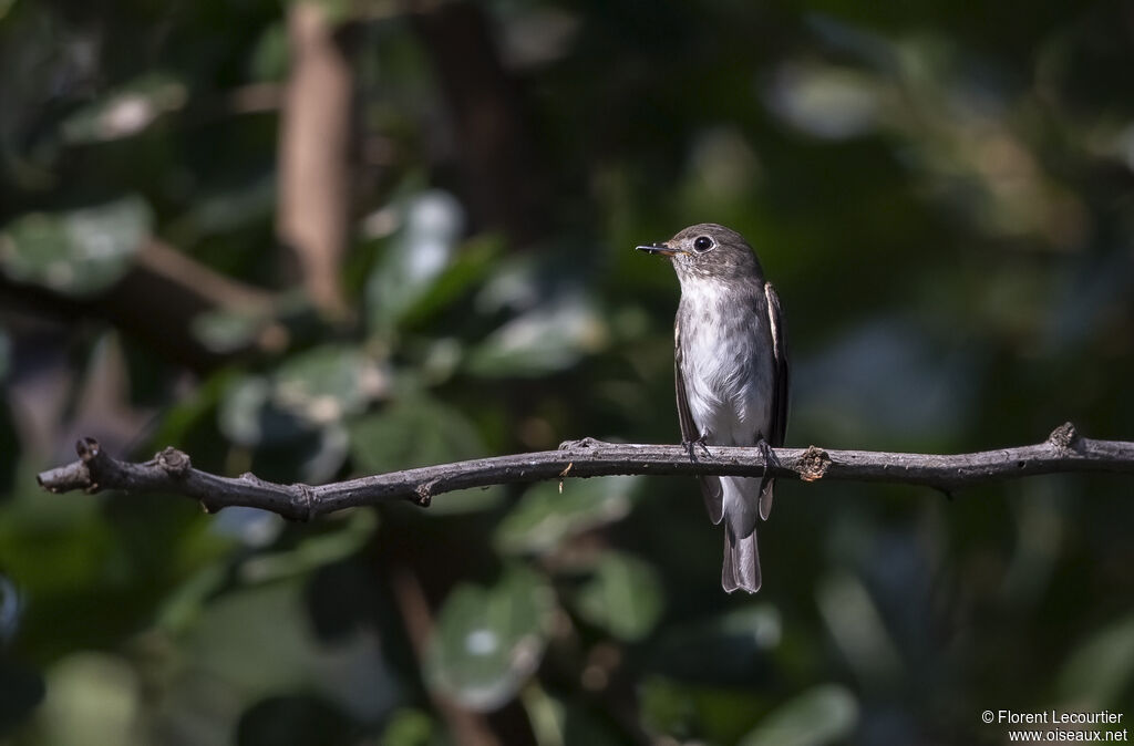 Asian Brown Flycatcher