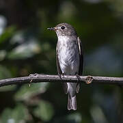 Asian Brown Flycatcher