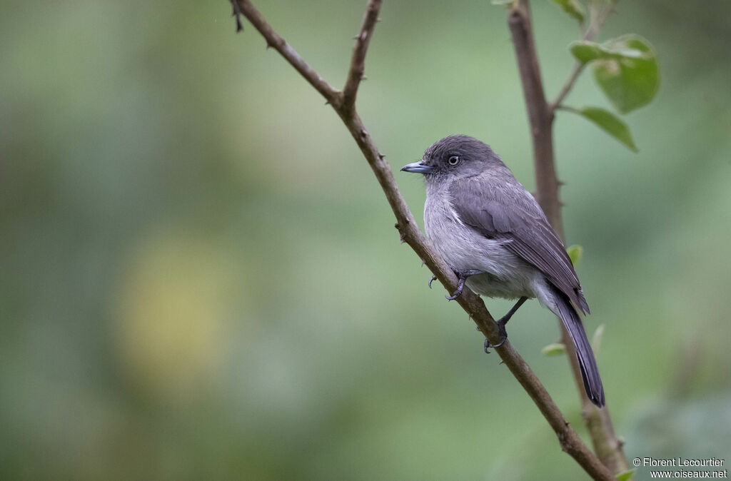 Abyssinian Slaty Flycatcher