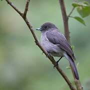 Abyssinian Slaty Flycatcher