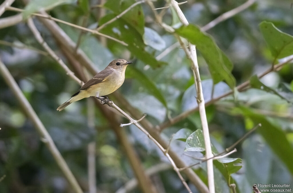 Taiga Flycatcher