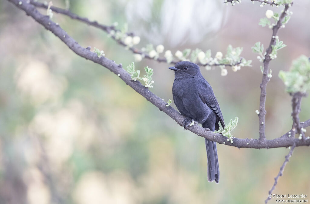 Gobemouche drongo